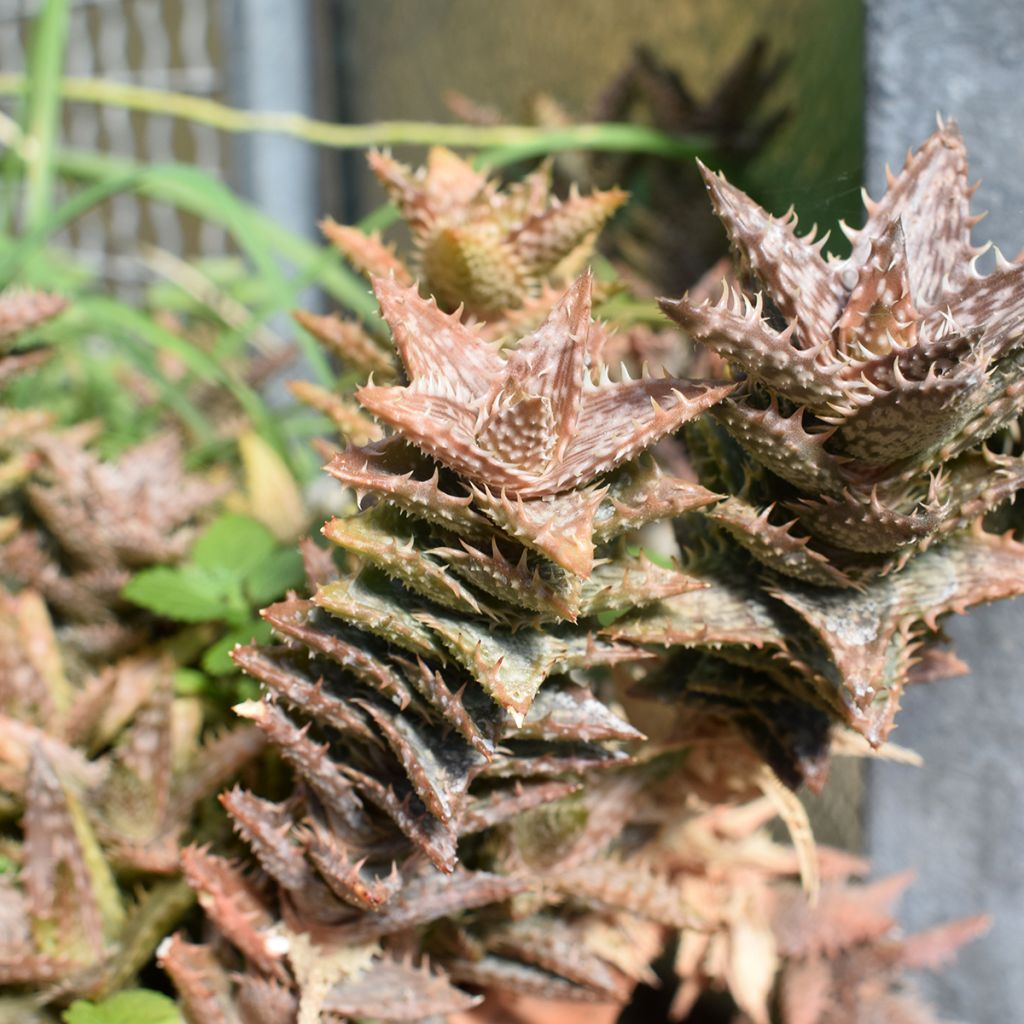 Aloe squarrosa - Boomaloë