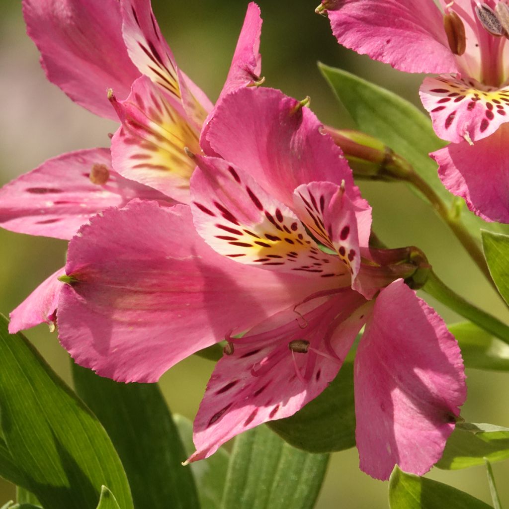 Alstroemeria Duc d'Anjou Charles - Incalelie