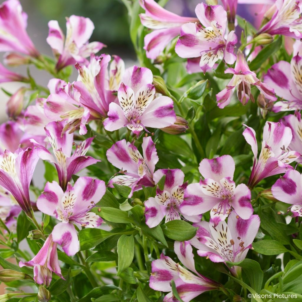 Alstroemeria Duchesses d'Anjou Valentine - Incalelie