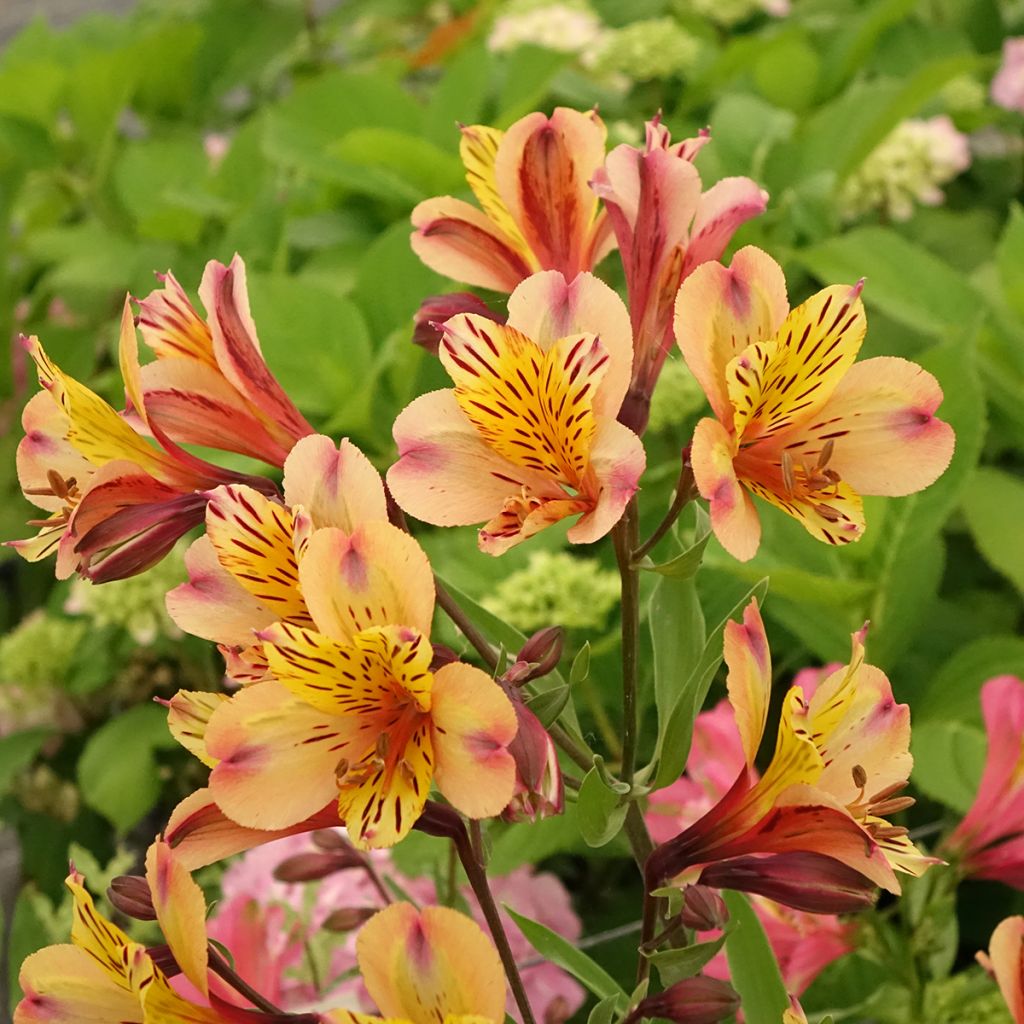 Alstroemeria Duc d'Anjou Nicolas - Incalelie