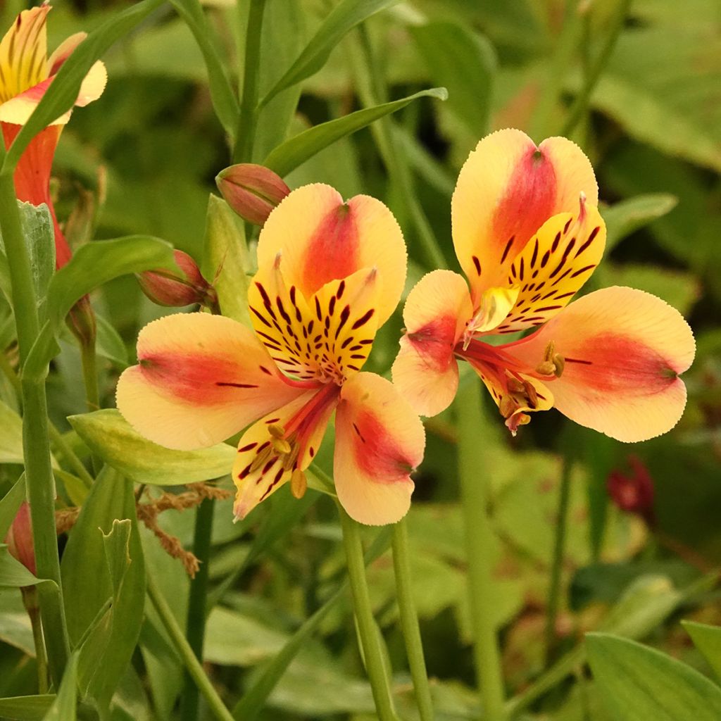 Alstroemeria Majestic Layon - Incalelie