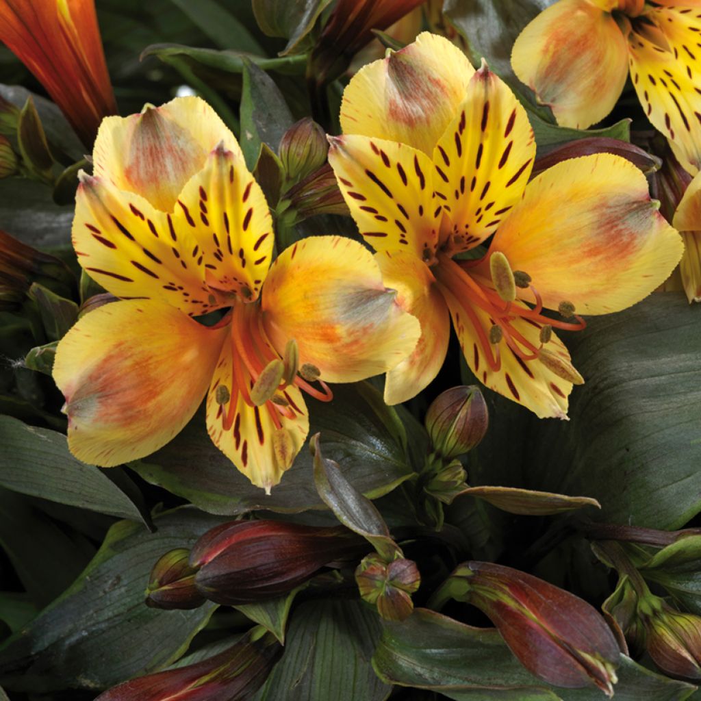 Alstroemeria Summer Breeze - Incalelie