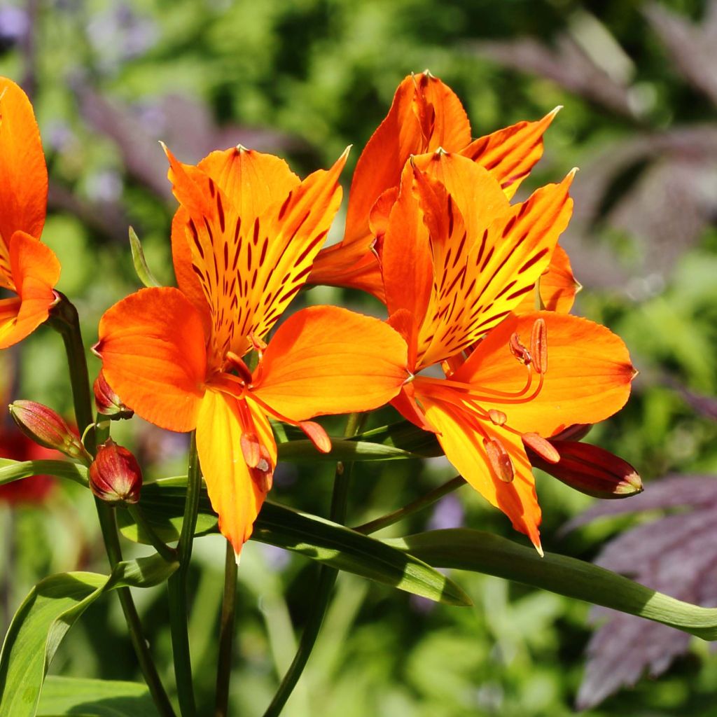Alstroemeria aurantiaca Orange King - Incalelie