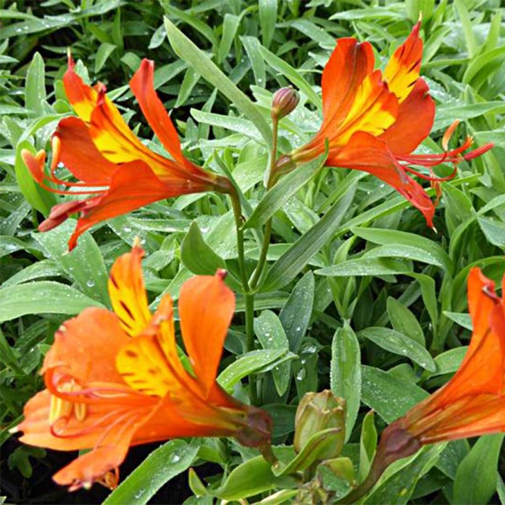 Alstroemeria aurantiaca Orange King - Incalelie