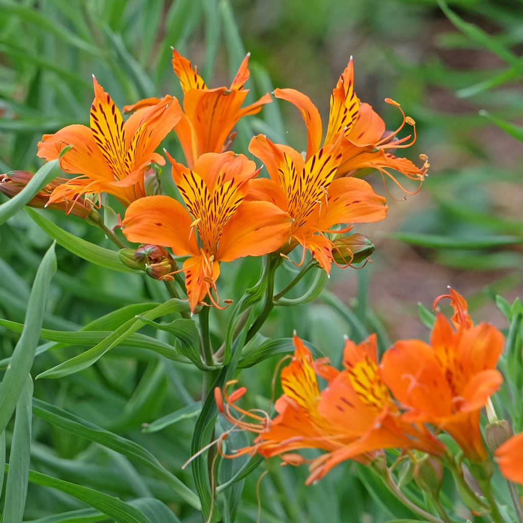 Alstroemeria aurantiaca Orange King - Incalelie