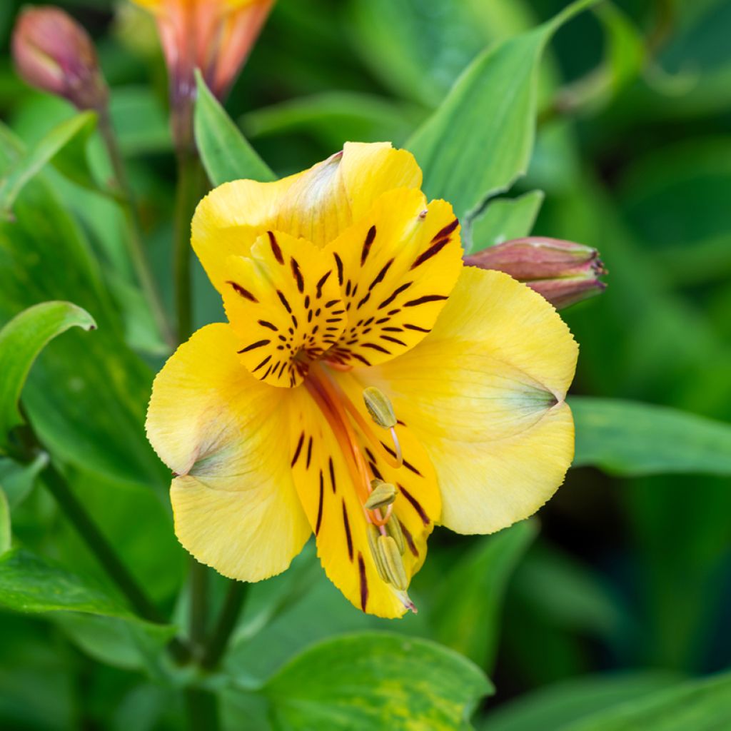 Alstroemeria New Yellow - Incalelie