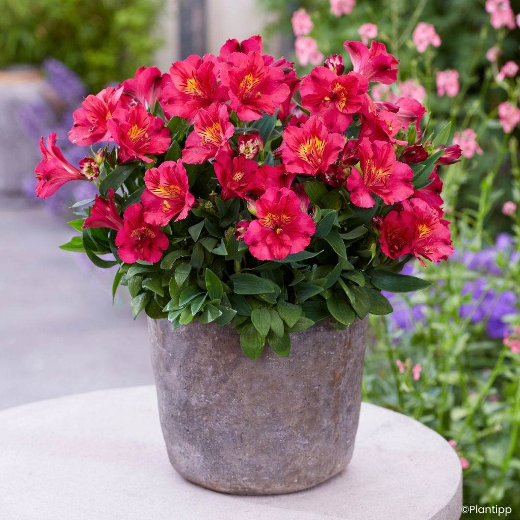 Alstroemeria Incalys Cherry - Incalelie