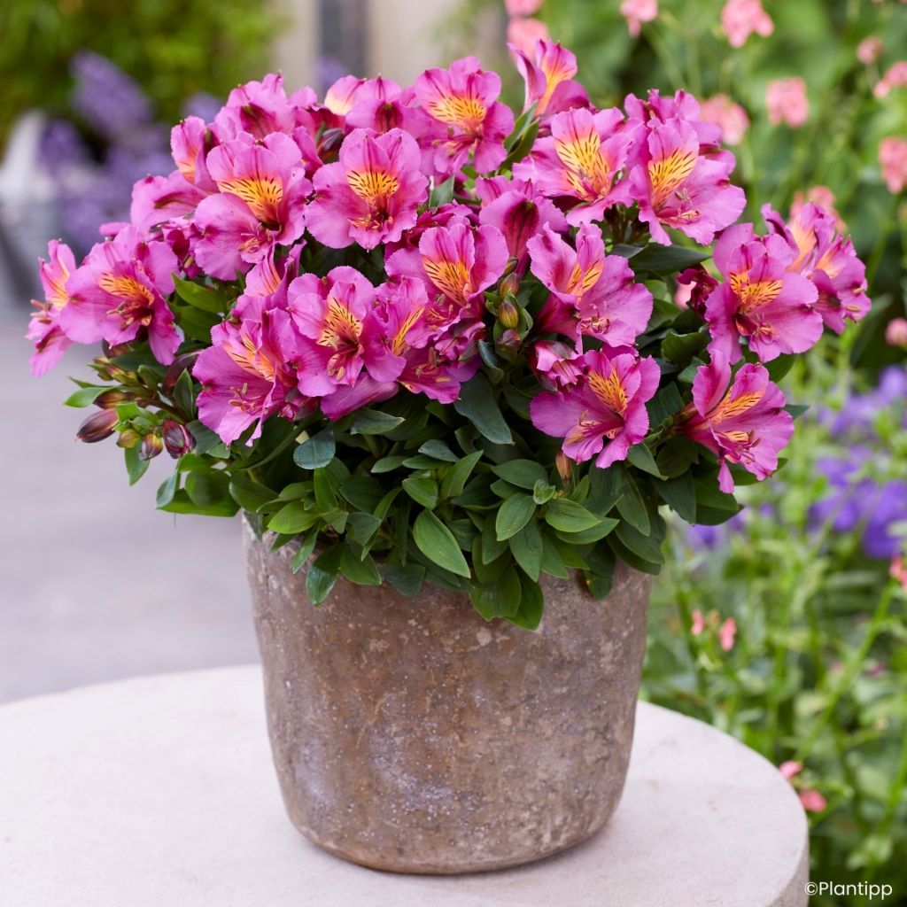 Alstroemeria Incalys Purple - Incalelie