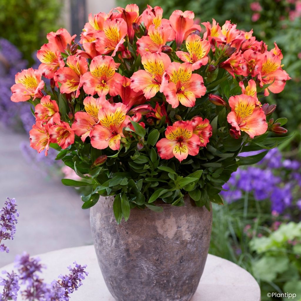 Alstroemeria Incalys Salmon - Incalelie