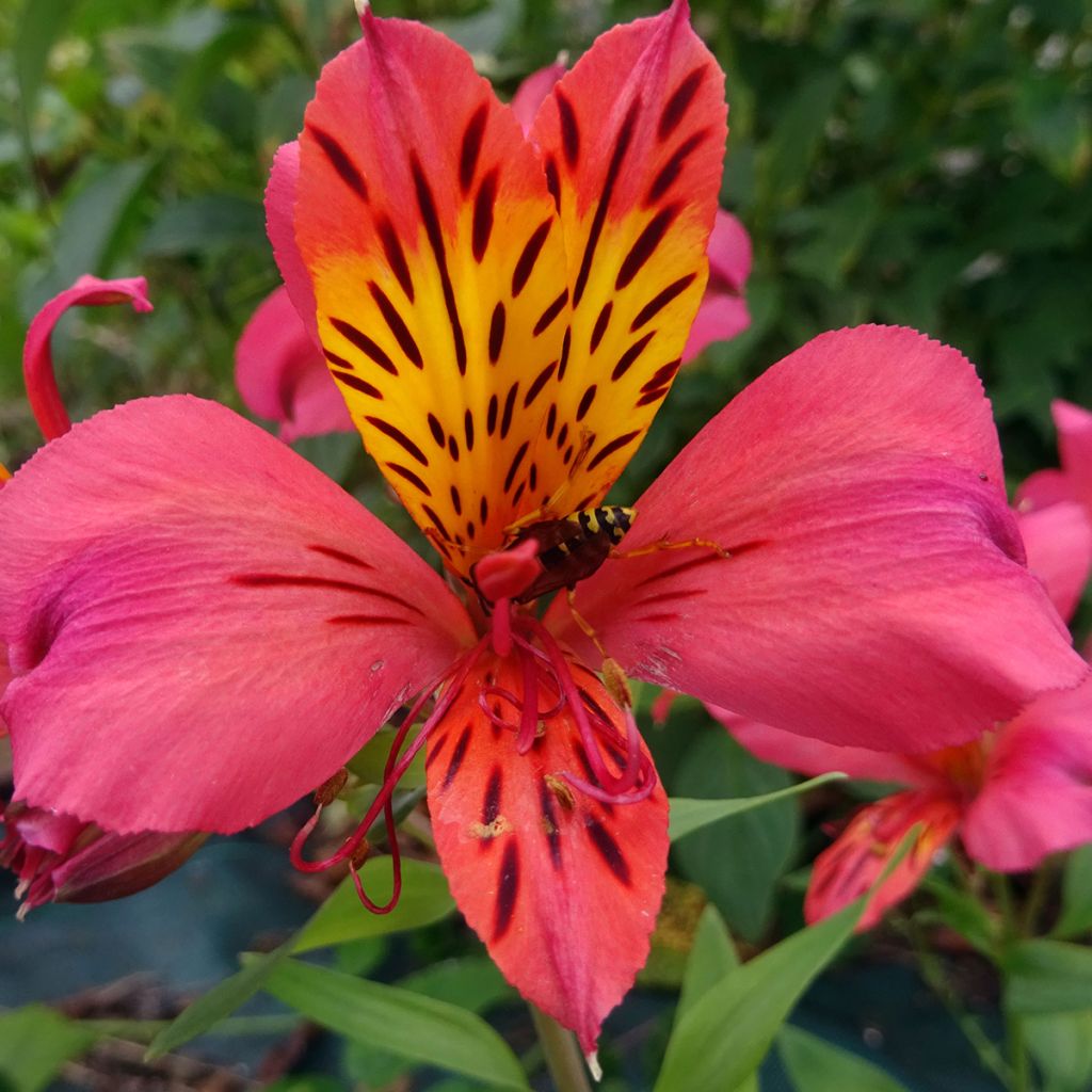 Alstroemeria Majestic Marcé - Incalelie
