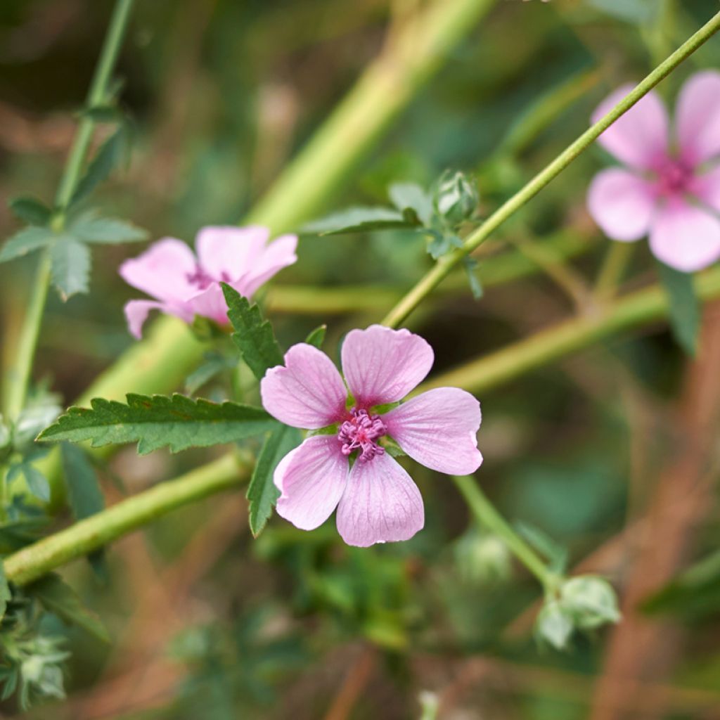 Althaea cannabina - Hennepbladstokroos