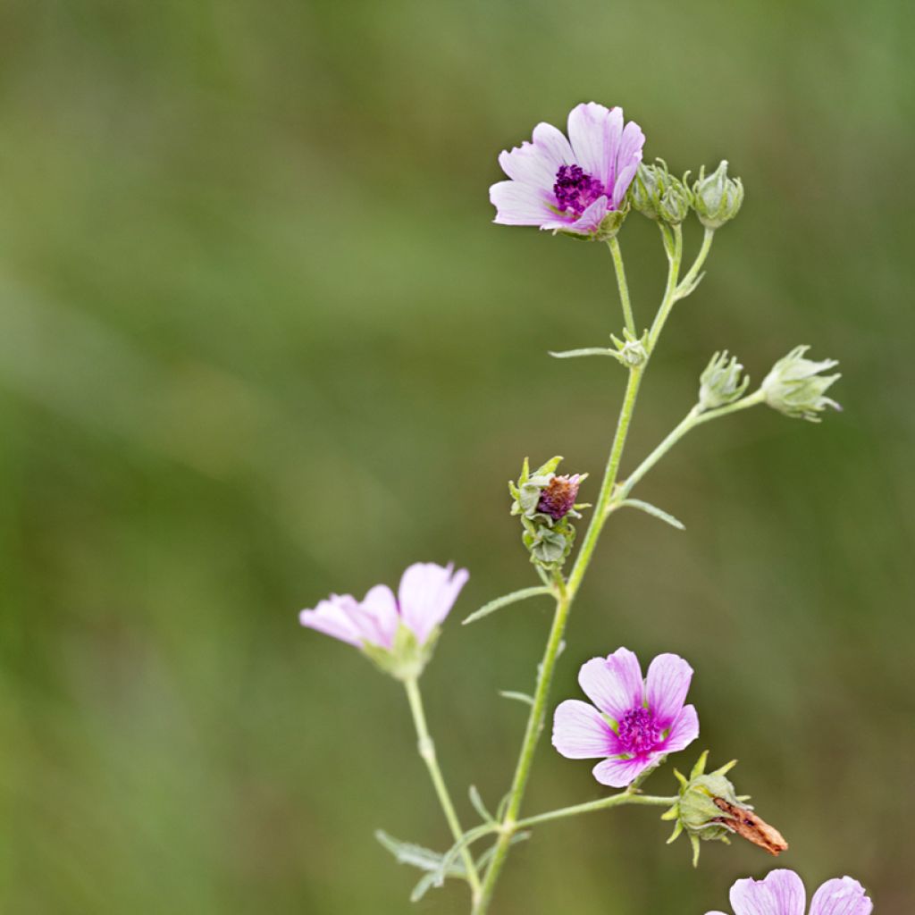 Althaea cannabina - Hennepbladstokroos