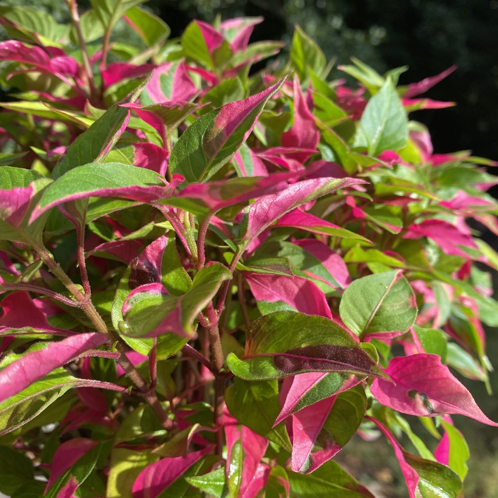 Alternanthera Party Time