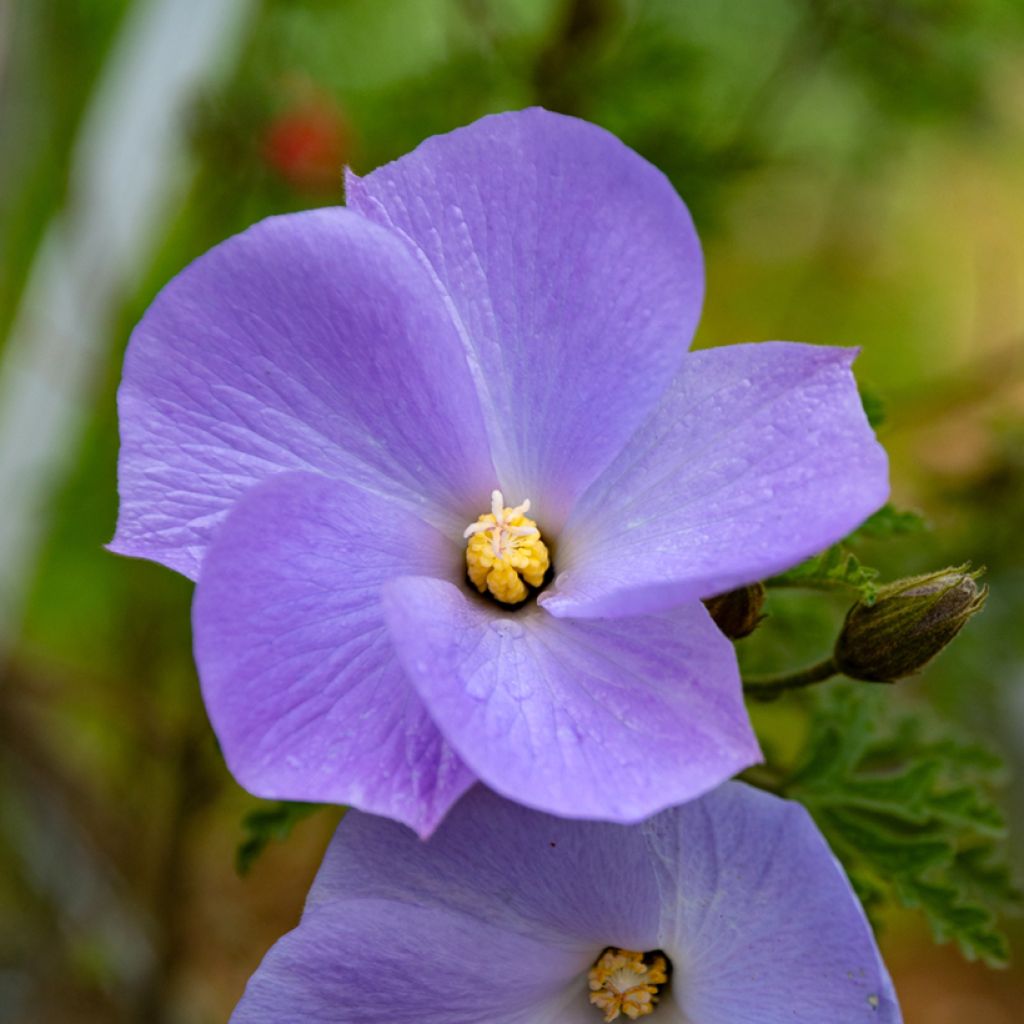 Alyogyne huegelii - Australische hibiscus