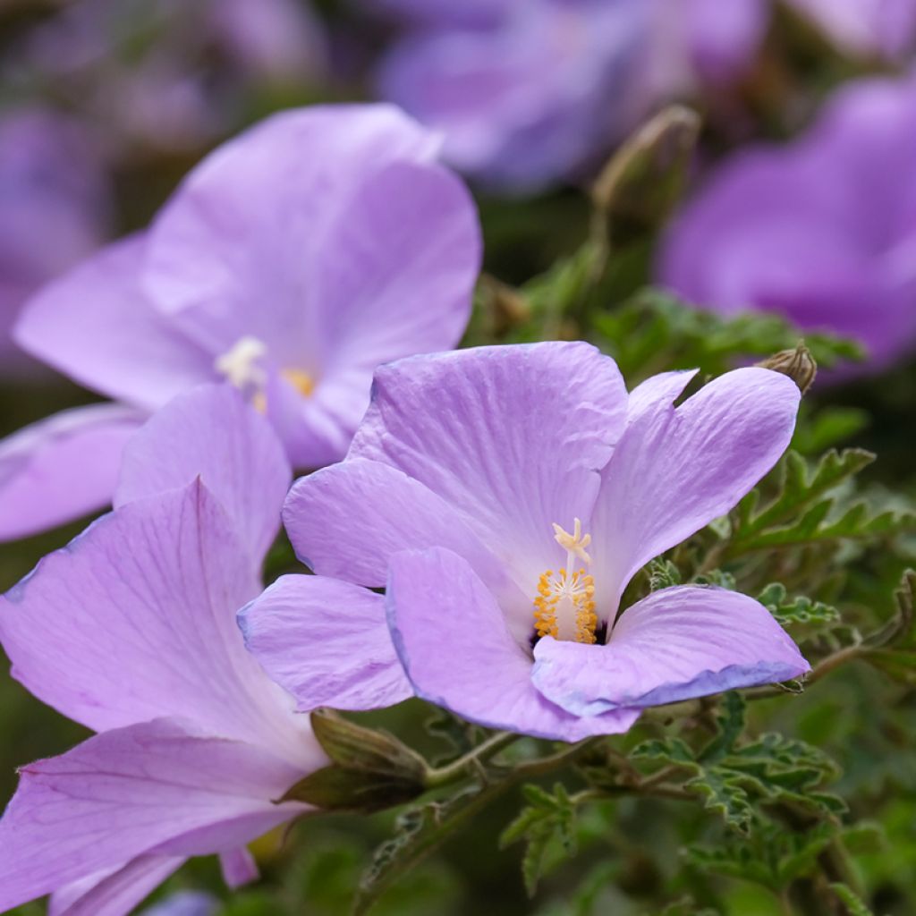Alyogyne huegelii - Australische hibiscus