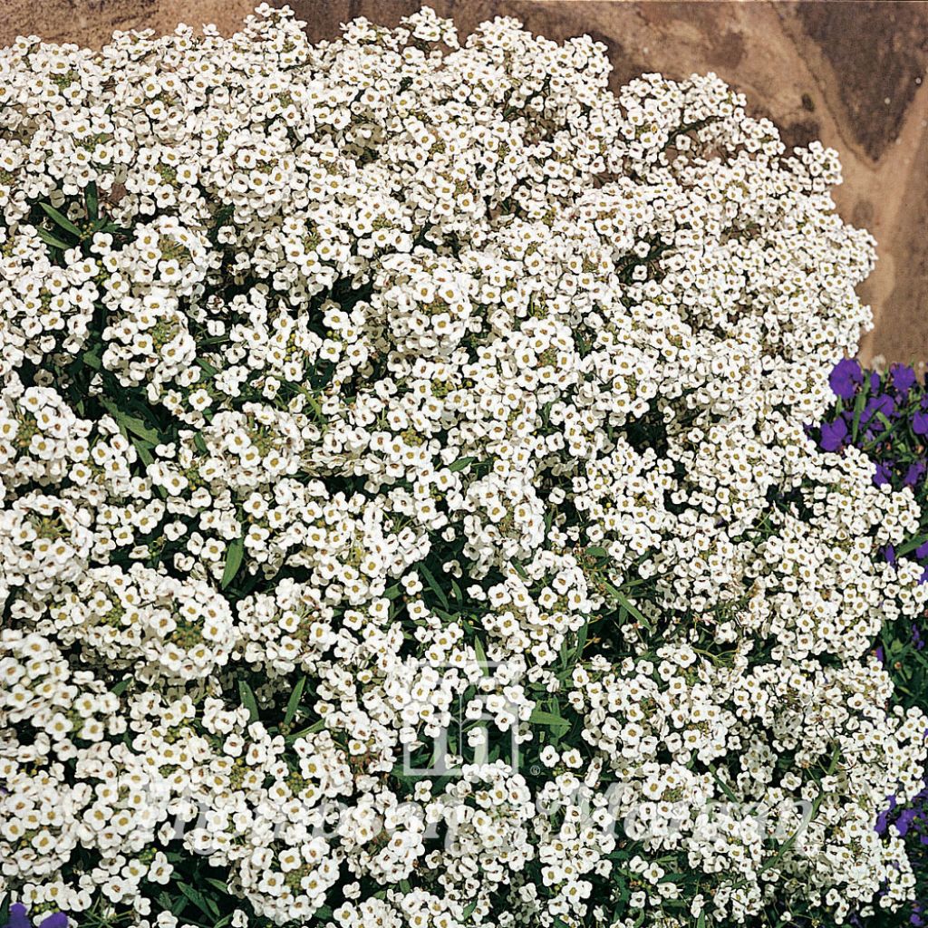 Lobularia maritima procumbens Carpet Of Snow (zaad) - Zilverschildzaad
