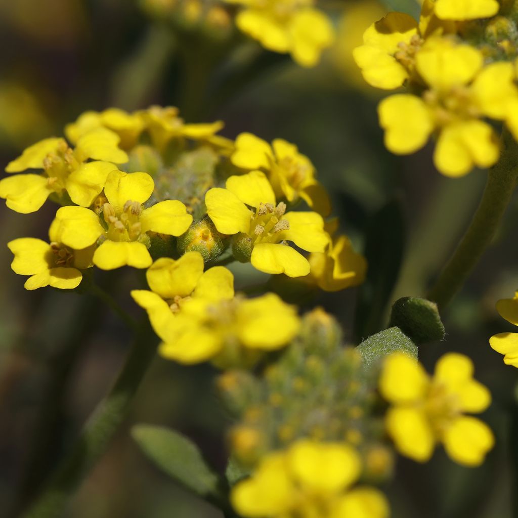 Alyssum montanum Berggold - Schildzaad