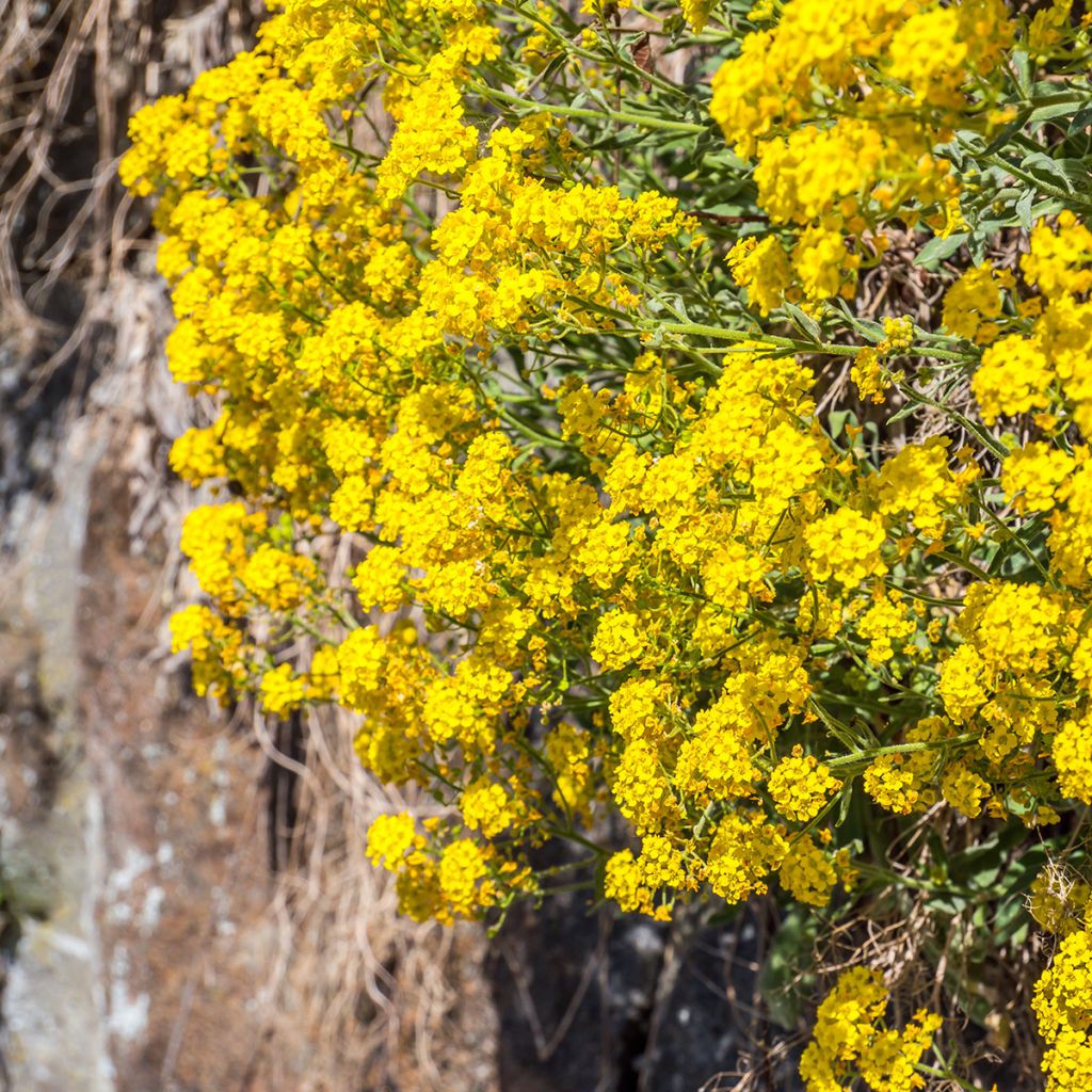 Alyssum saxatilis Goldkugel - Rotsschildzaad