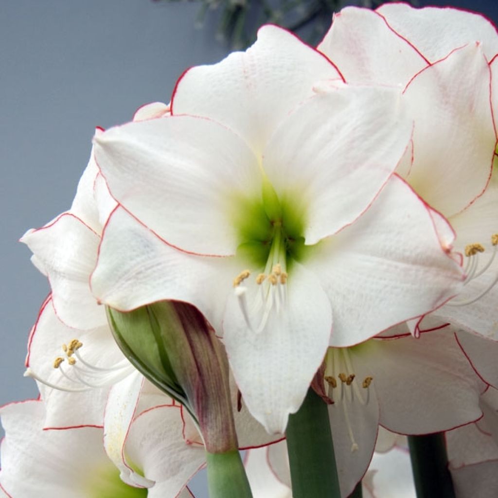 Amaryllis Picotee - Hippeastrum