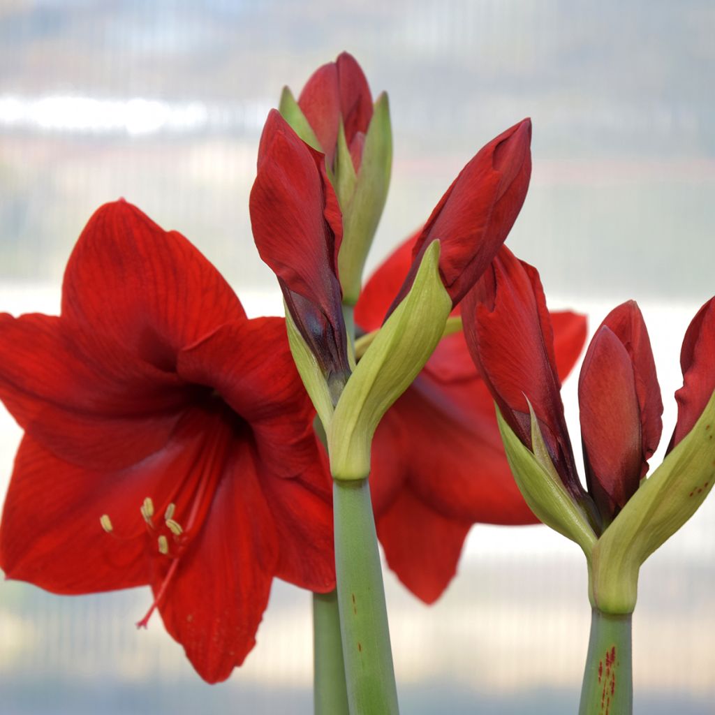 Amaryllis Rood Lion - Hippeastrum