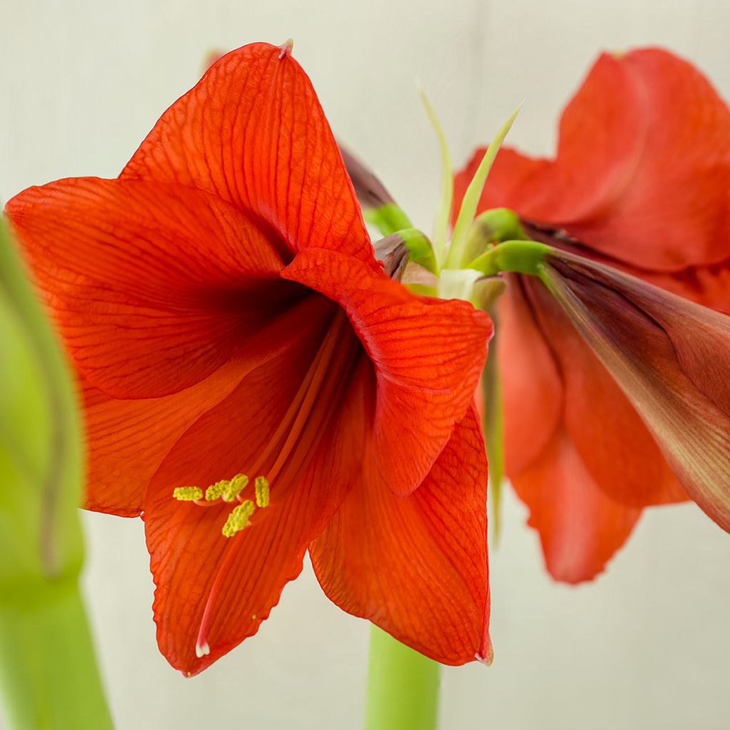 Amaryllis Rood Lion - Hippeastrum