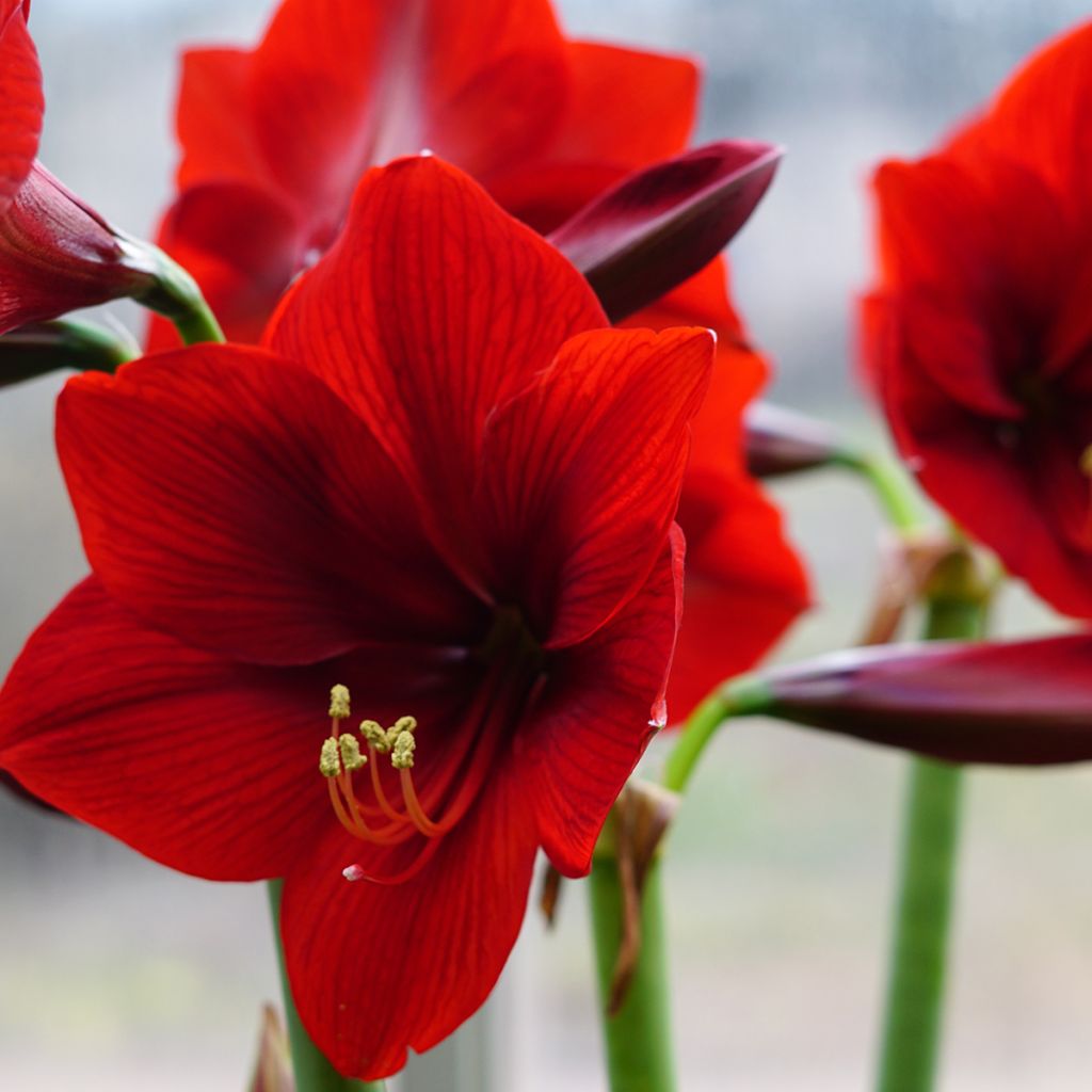 Amaryllis Rood Sensation - Hippeastrum