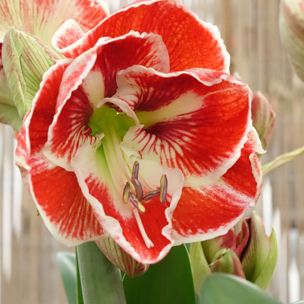 Amaryllis Samba - Hippeastrum