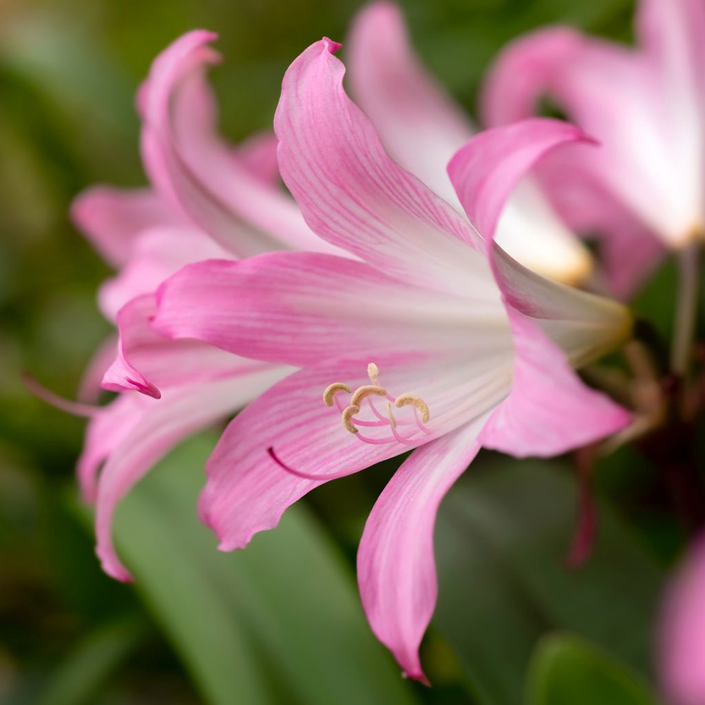 Amaryllis belladonna - Belladonnalelie