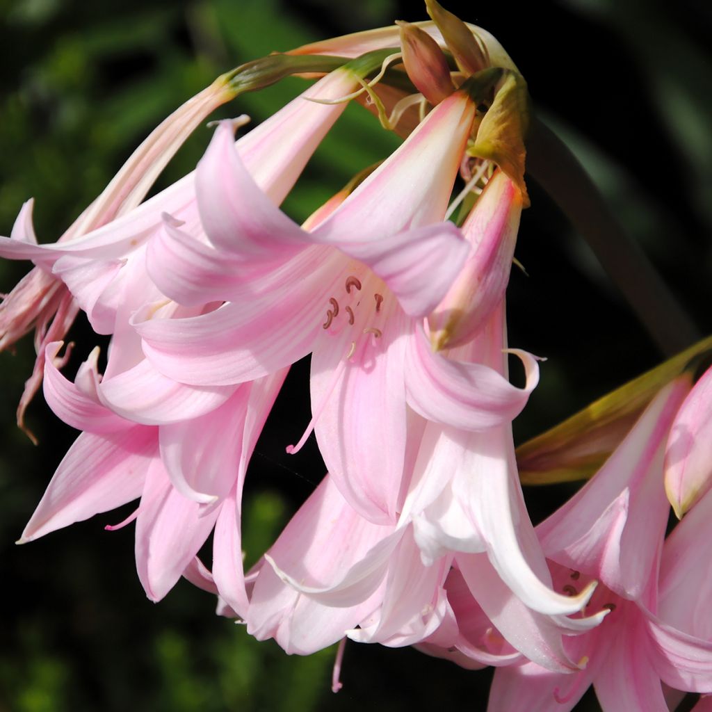 Amaryllis belladonna - Belladonnalelie