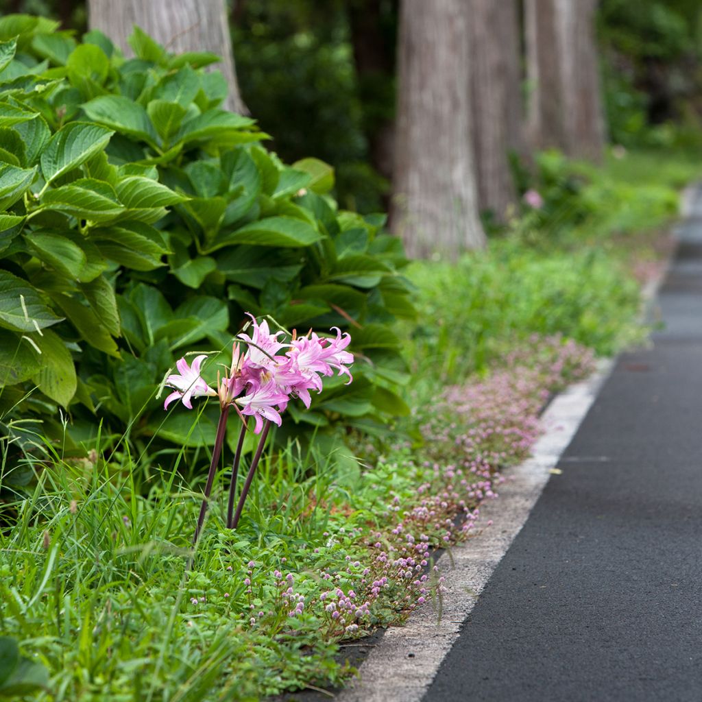 Amaryllis belladonna - Belladonnalelie
