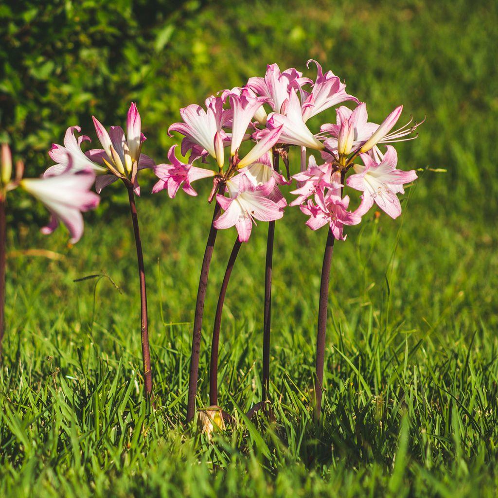 Amaryllis belladonna - Belladonnalelie