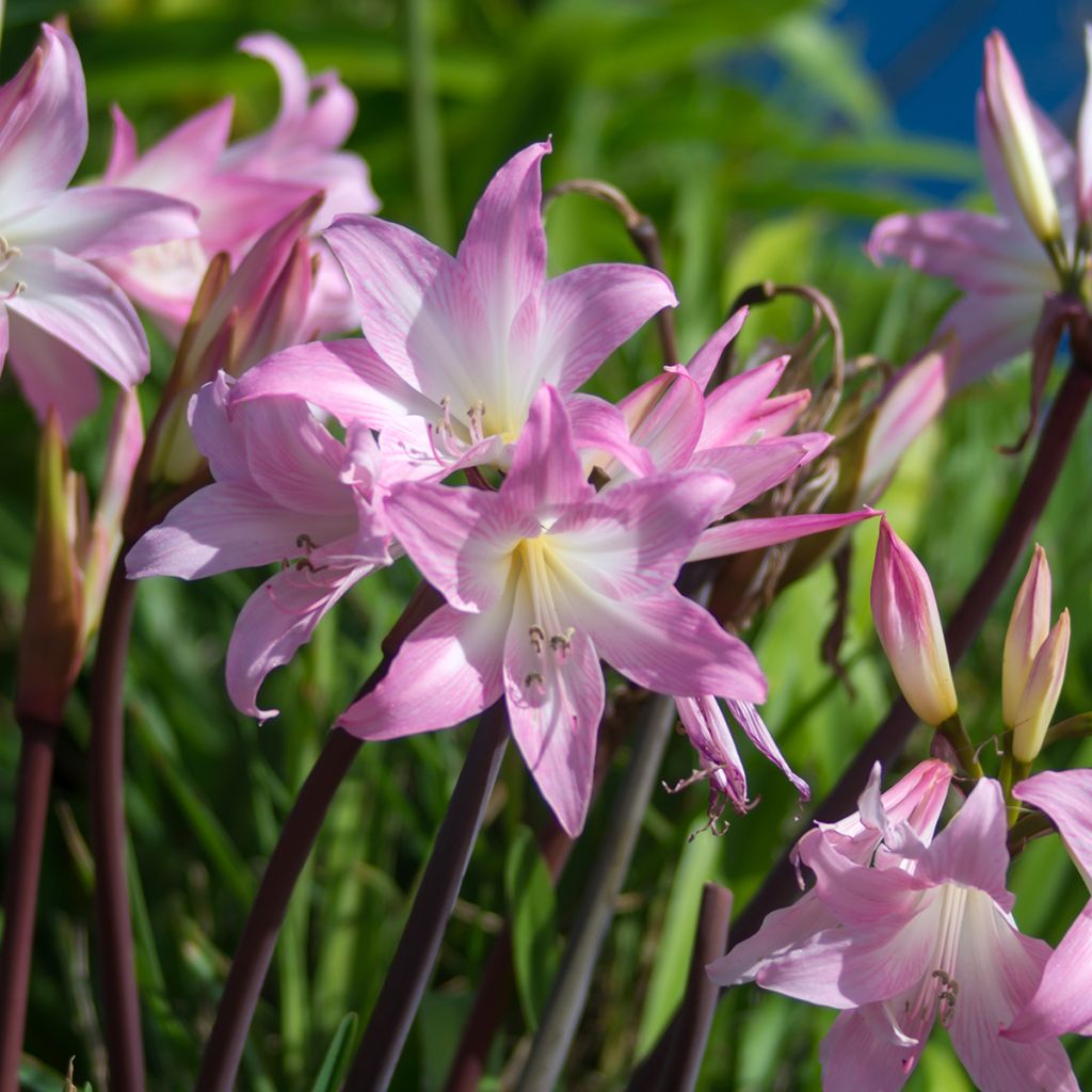 Amaryllis belladonna - Belladonnalelie