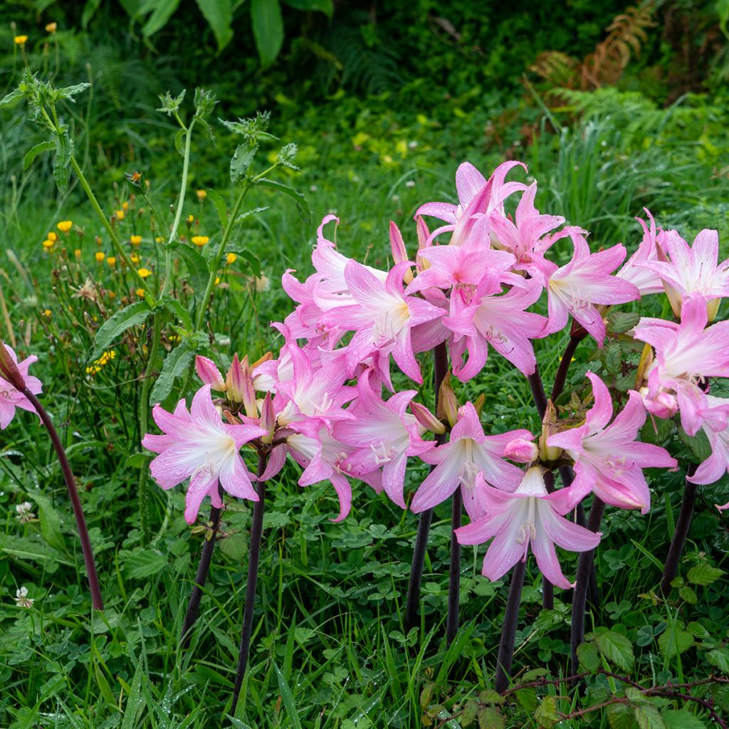 Amaryllis belladonna - Belladonnalelie