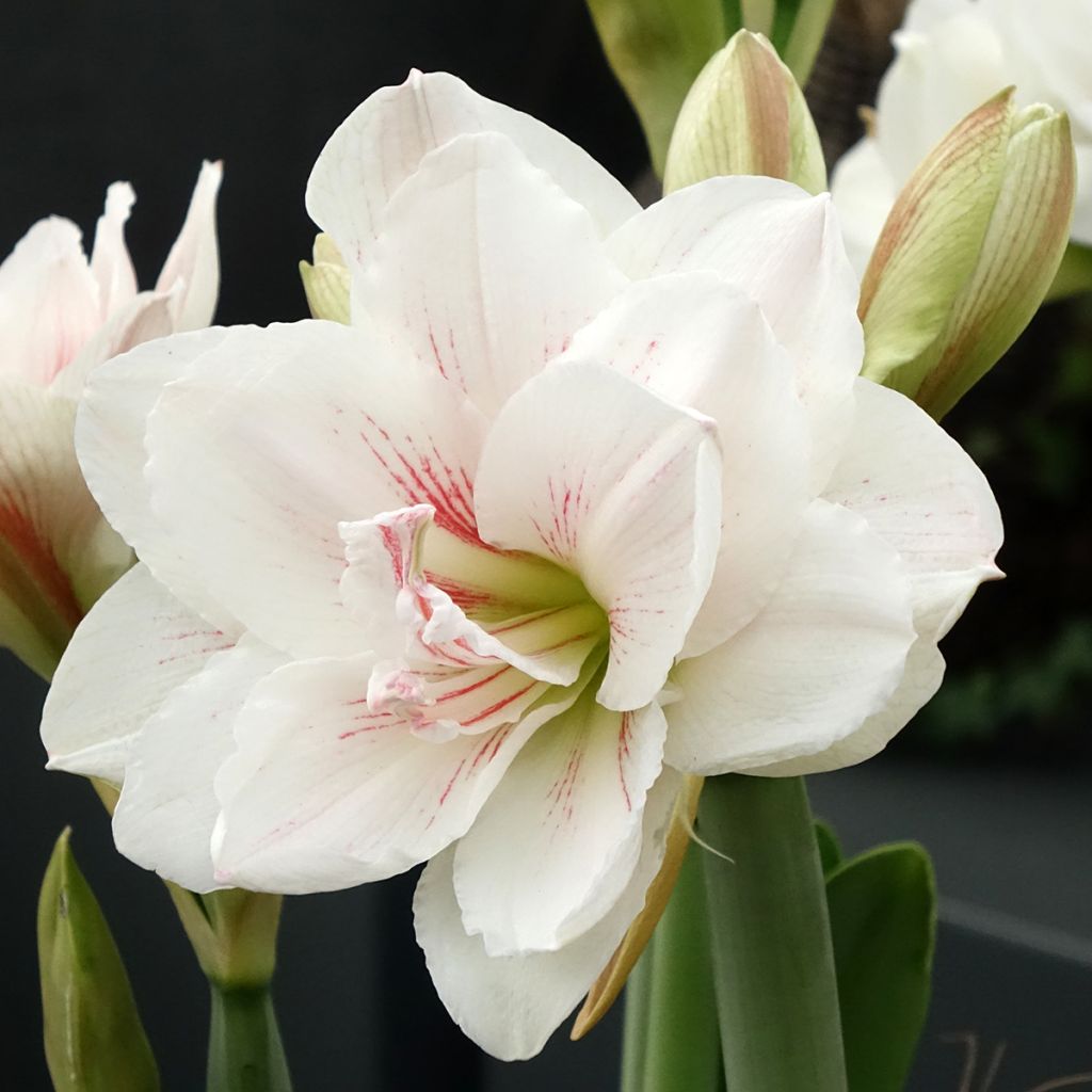 Amaryllis Aquaro - Hippeastrum