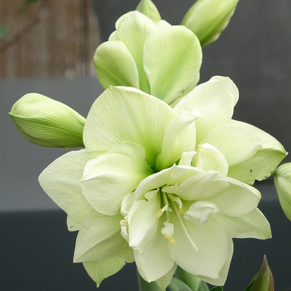 Amaryllis Marilyn - Hippeastrum