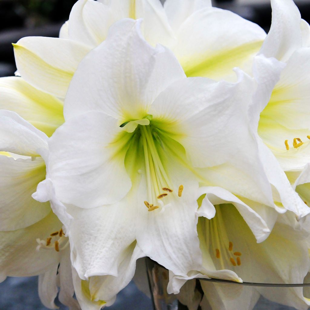 Amaryllis Christmas Gift