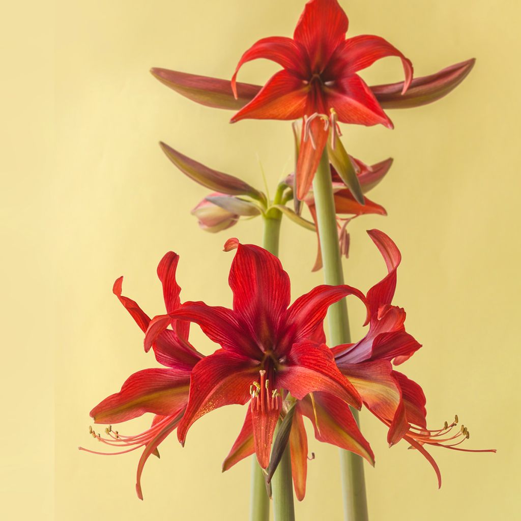 Amaryllis Bogota - Hippeastrum