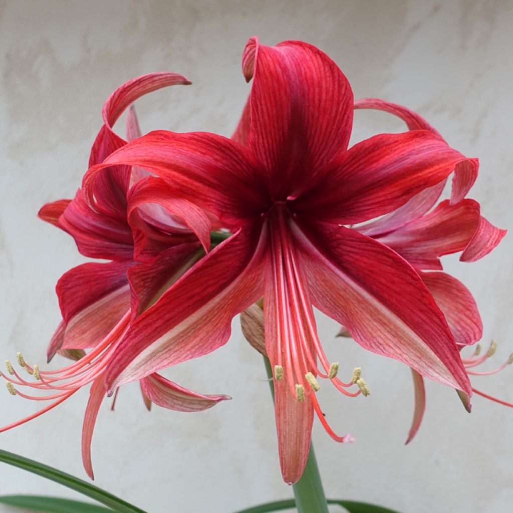 Amaryllis Bogota - Hippeastrum