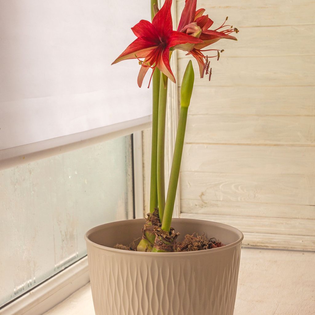 Amaryllis Bogota - Hippeastrum