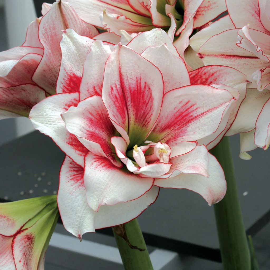 Amaryllis Elvas - Hippeastrum
