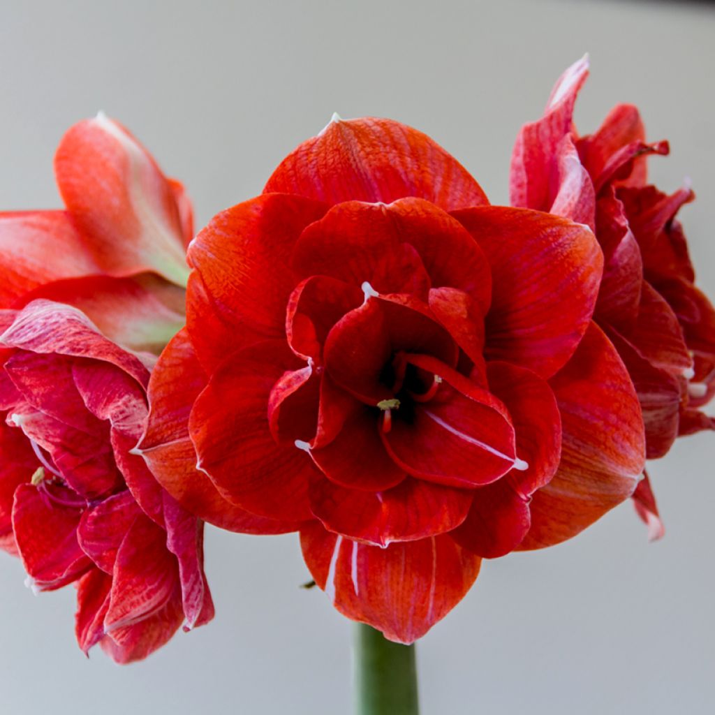 Amaryllis Double Dragon - Hippeastrum