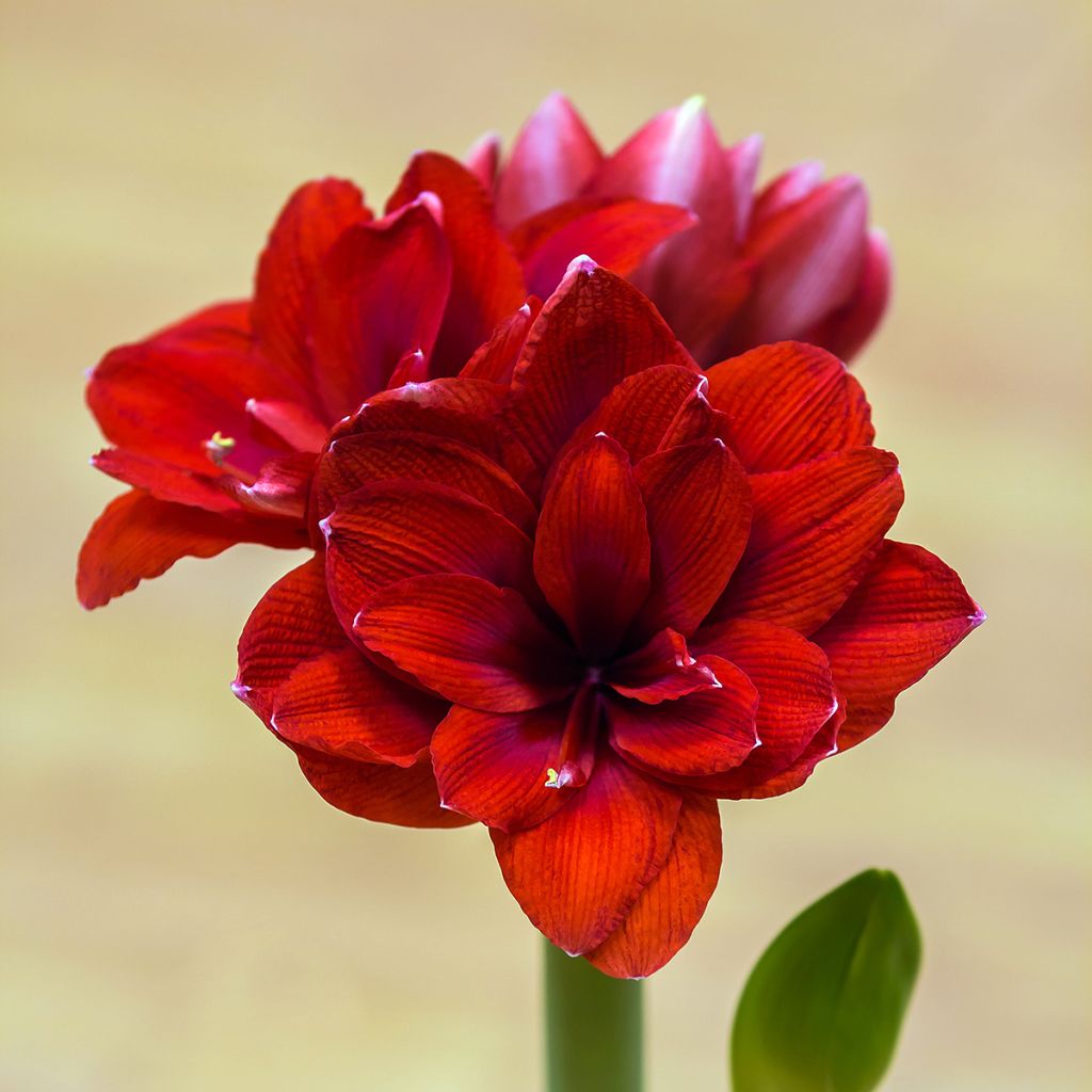 Amaryllis Double Dragon - Hippeastrum