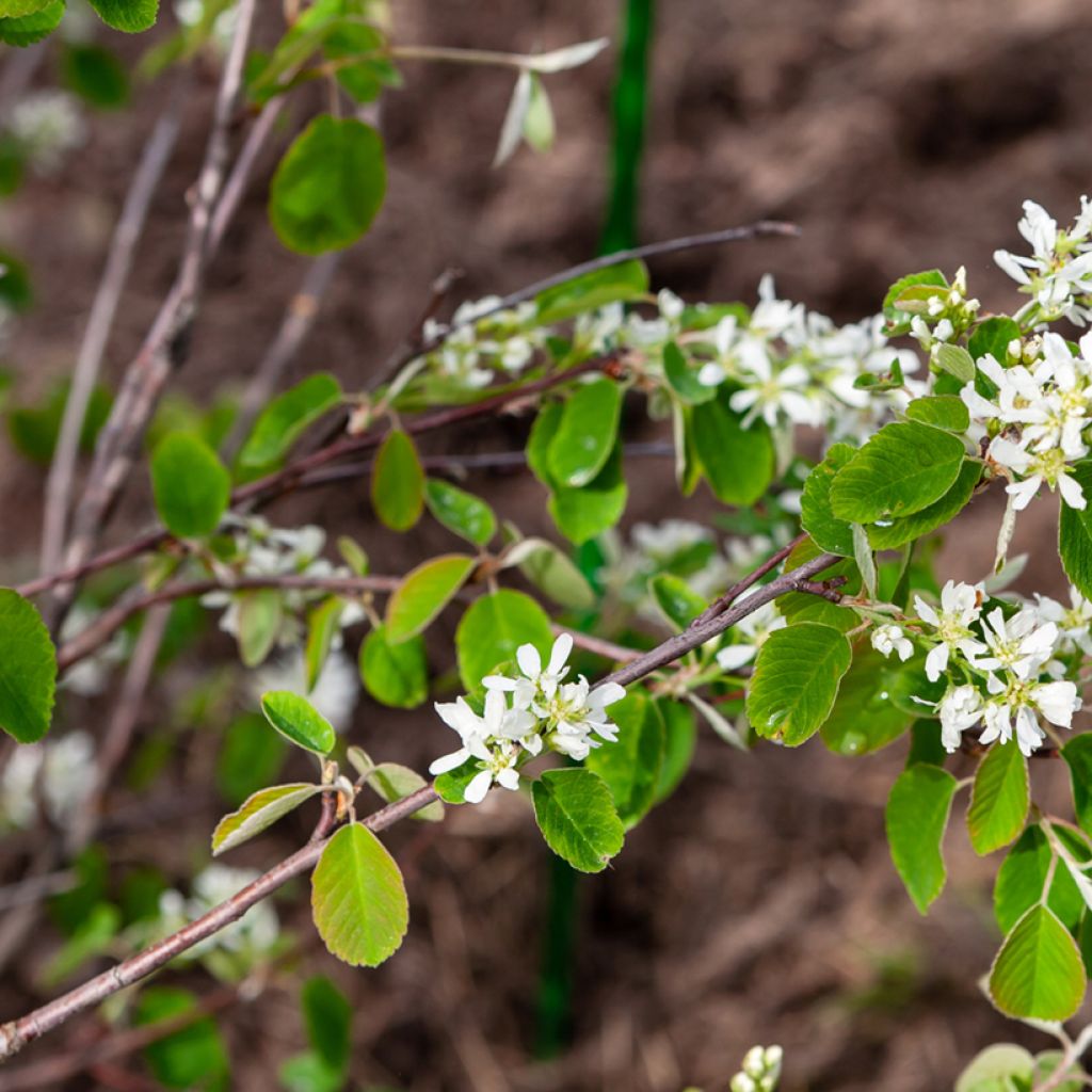 Amelanchier alnifolia Thiessen - Krentenboompje