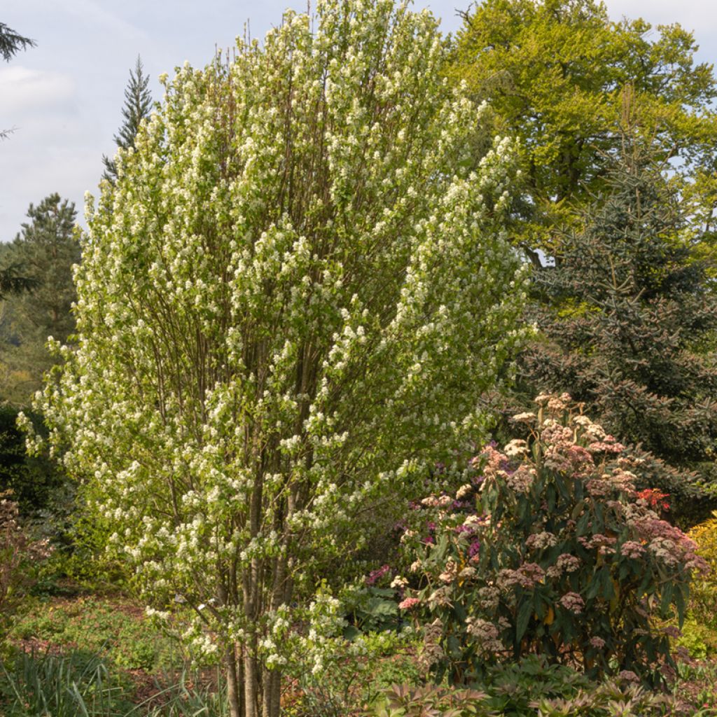 Amelanchier alnifolia Obelisk - Krentenboompje