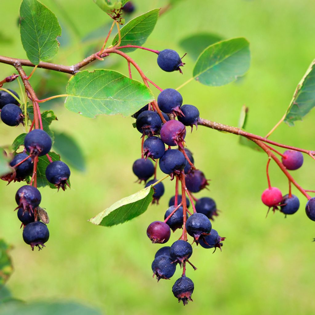 Krentenboompje Saskatoon Berry
