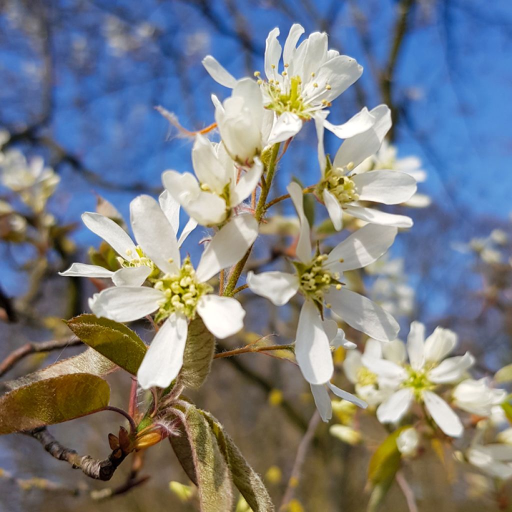 Amelanchier lamarckii - Amerikaans krentenboompje
