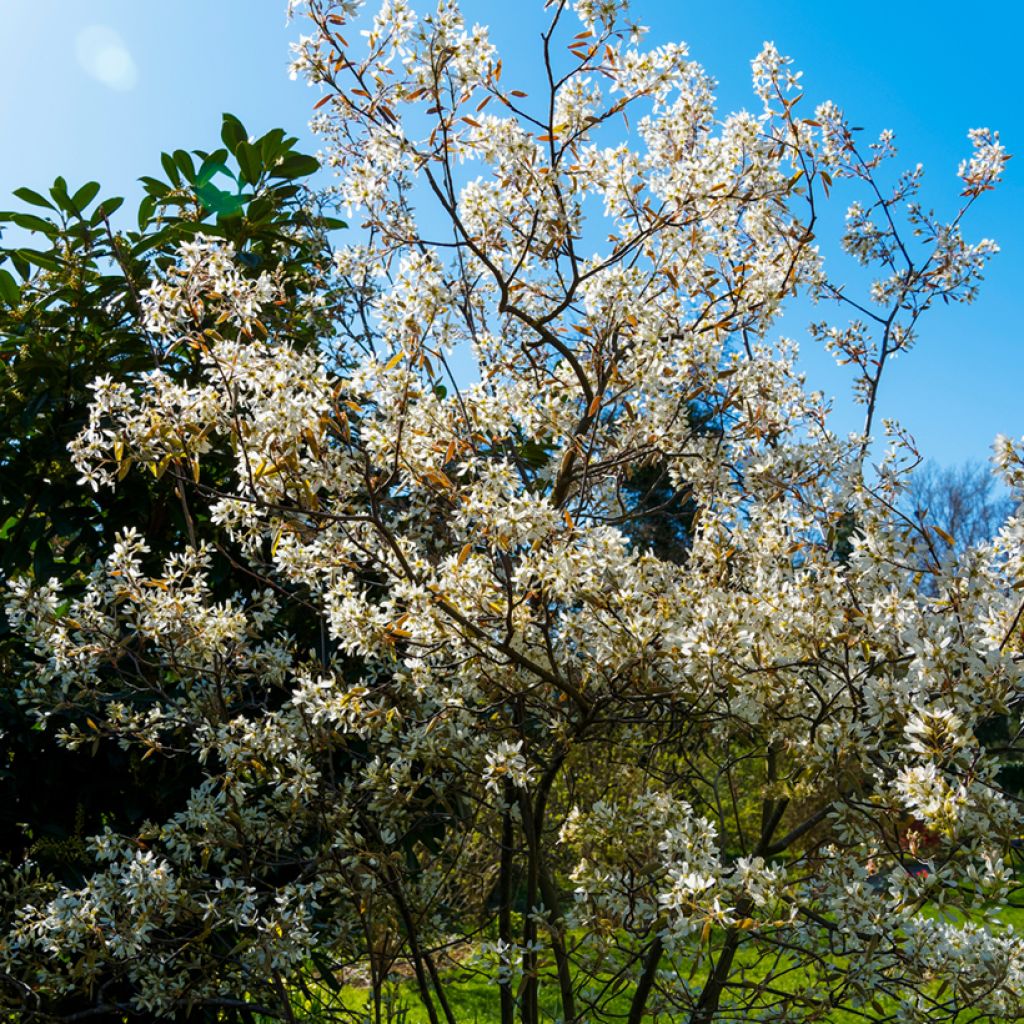 Amelanchier lamarckii - Amerikaans krentenboompje