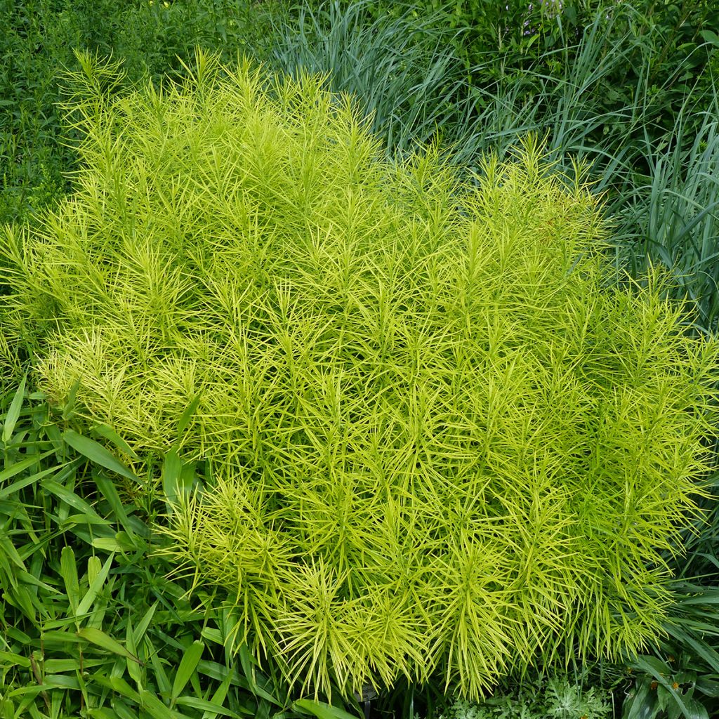 Amsonia hubrichtii - Blauwe ster