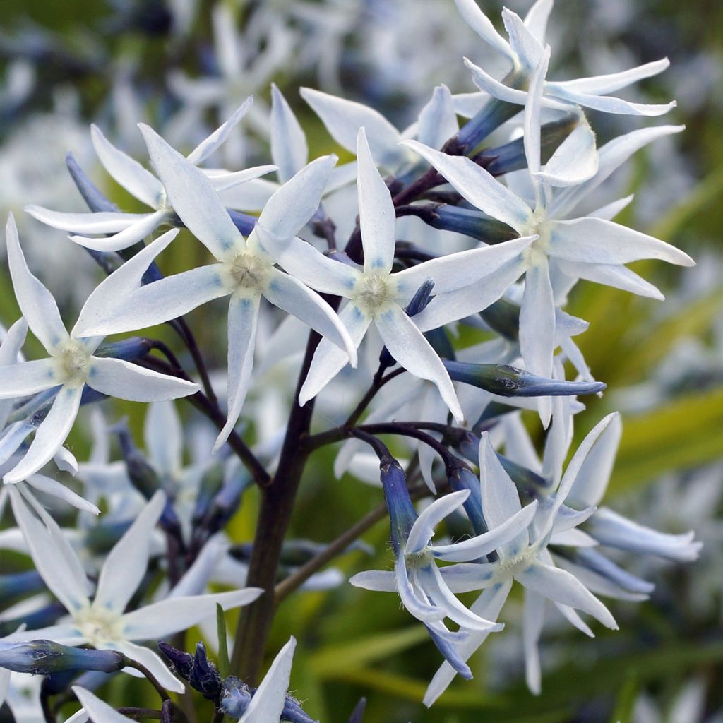 Amsonia hubrichtii - Blauwe ster