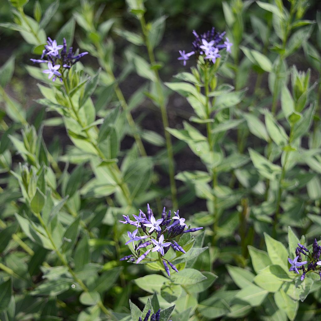 Amsonia orientalis - Blauwe ster